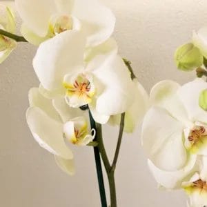 Pianta di Orchidea - Phalaenopsis (colori vari)