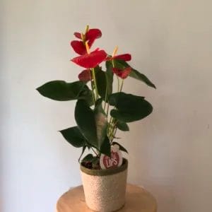 Pianta di Anthurium (rosso)