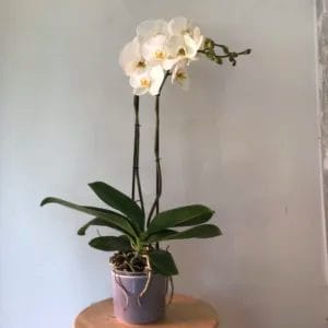 Pianta di Orchidea - Phalaenopsis (SUPER)
